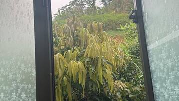 A view through a window with frost patterns, revealing a garden with yellow foliage and green plants.