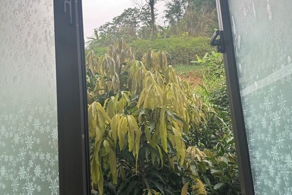 Vista a través de una ventana con diseños de escarcha, mostrando un jardín con follaje amarillo y plantas verdes.