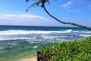 A beach with clear water, a palm tree, and a wooden fence.