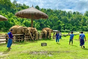 Miscellaneous - Natural Villas Chiang Mai (Saraphi)