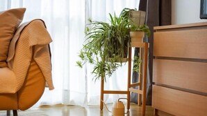 A room with a wooden floor, a beige chair, a wooden dresser, and a plant on a wooden stand. - Darling Street Residence - Self Check-In Only (South Yarra)