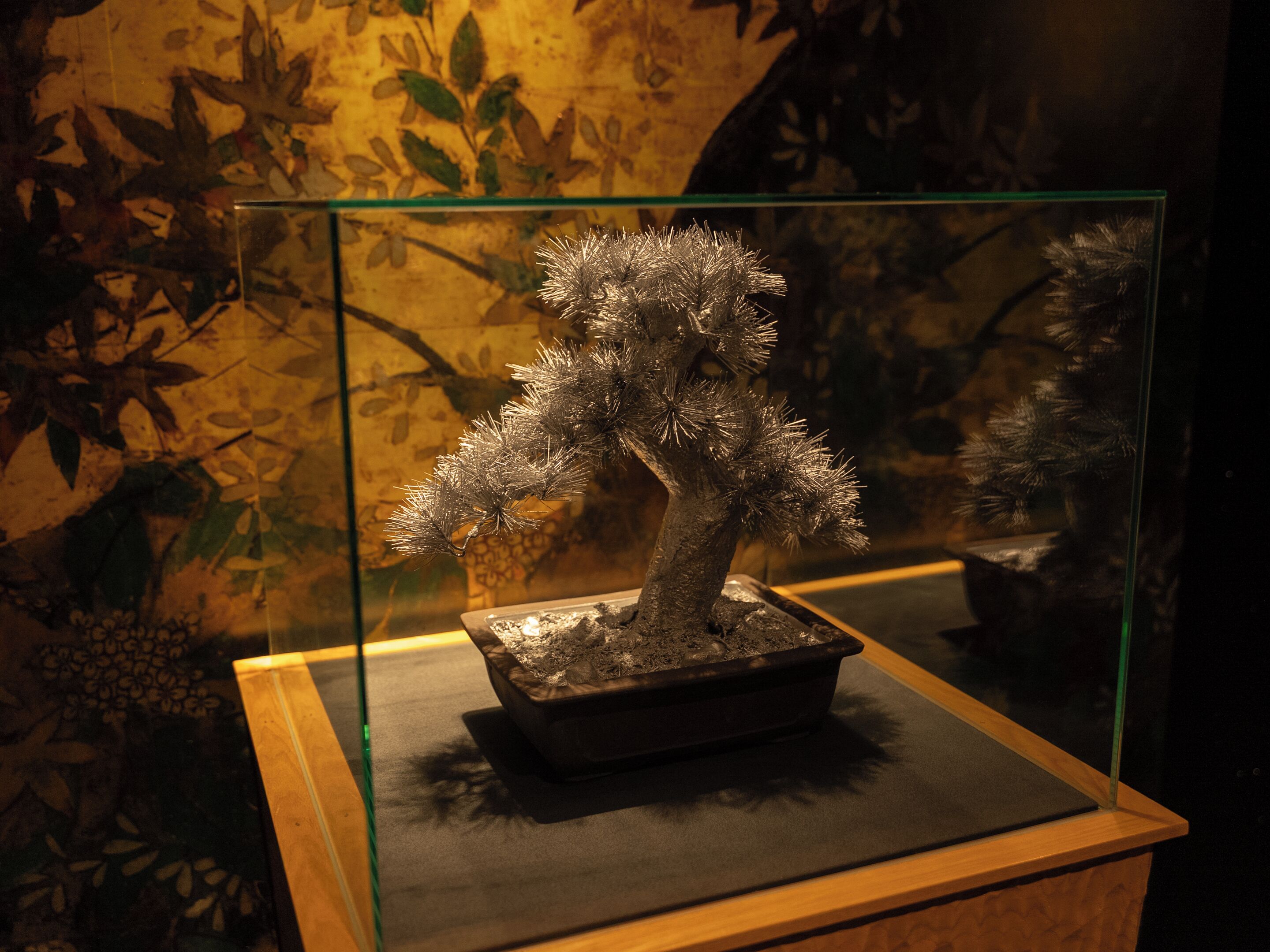 A bonsai tree in a glass display case.