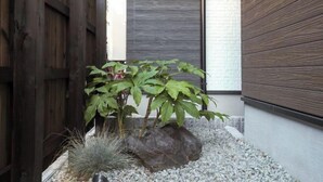 A small garden area with a large rock, a plant with green leaves, and a wooden fence.