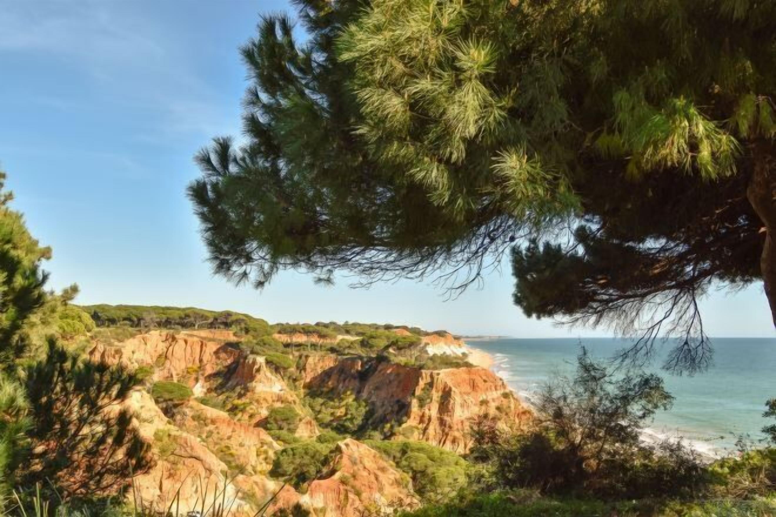 Un paysage côtier avec des falaises et un arbre au premier plan.