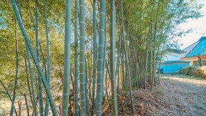 A bamboo grove with a pathway and a building in the background. - Pukōji Temple (Numata)