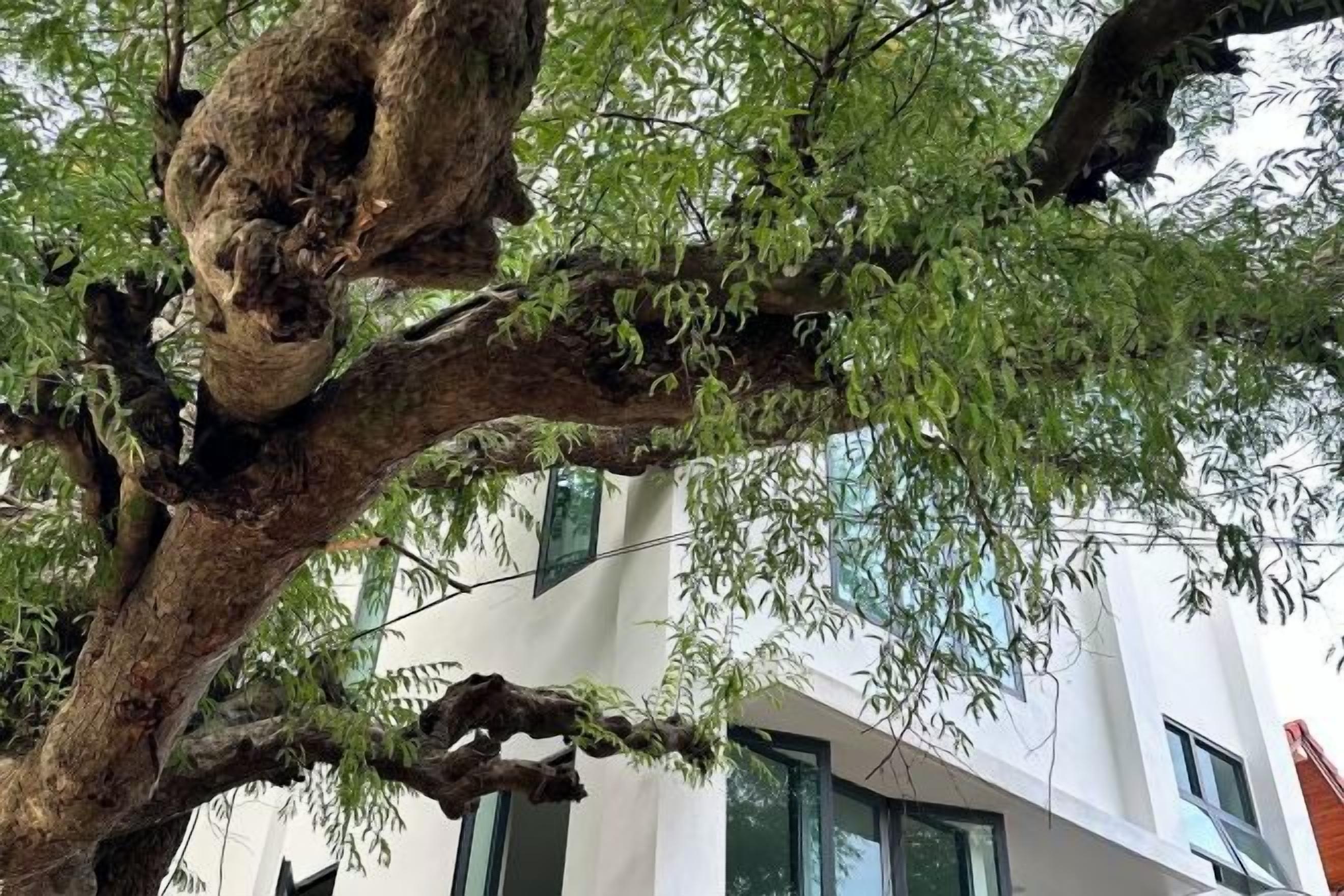 A tree with a twisted trunk and green foliage in front of a building with a white facade and green windows.