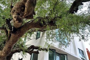 A tree with a twisted trunk and green foliage in front of a building with a white facade and green windows. - Sokview Residence (Luang Prabang)