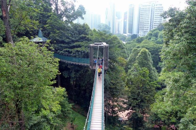 Un puente colgante en un área boscosa con un paisaje urbano al fondo.