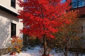 A building with a snow-covered ground, a red tree, and a clear sky. - SecondHouse Green (Otaru)