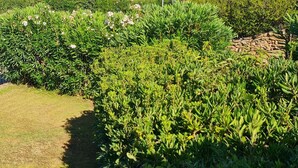 A lush garden with various plants and a house with a red roof. - Charming 2-bedroom house in delightful Baia Sant'Anna with AC (Baia Sant'Anna)