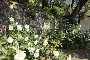 A garden with white roses, a stone wall, and a potted plant. - Villa L'Ulivina - Indipendent Villa Garden & View (Sorrento)