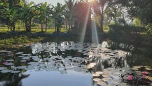 A tranquil pond with lily pads and lotus flowers, surrounded by lush greenery and palm trees. - Ingna Resort (Chanuman)