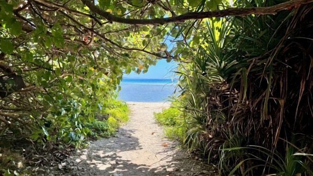 A narrow dirt path leading to a beach, surrounded by dense foliage. - NewOpen/　NAGO-YA Walking distance to beach Fast WiFi Nature Retreat (Nago)