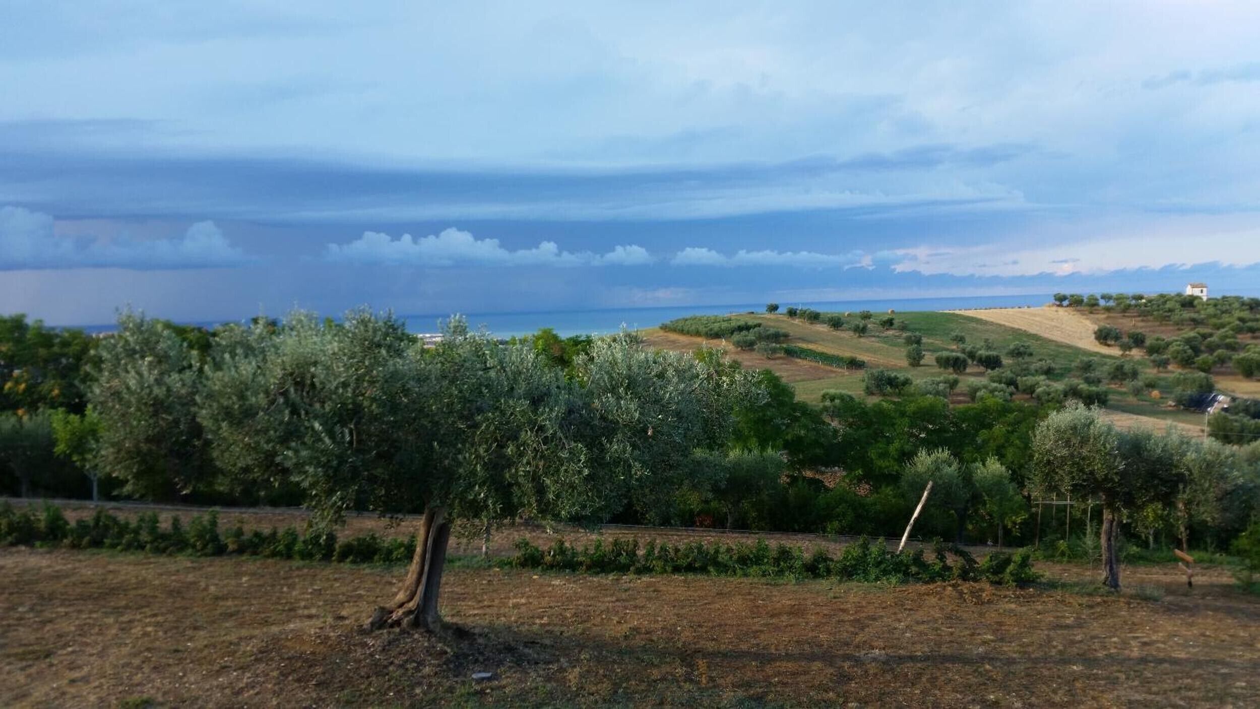 A rural landscape with olive trees, a hilly terrain, and a distant view of the sea under a cloudy sky.