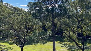 Vista de un parque con árboles y una zona cubierta de césped.