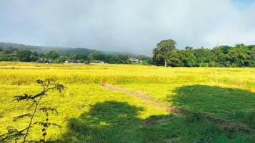 Un paisaje rural con un campo de cultivo, un sendero y árboles distantes.