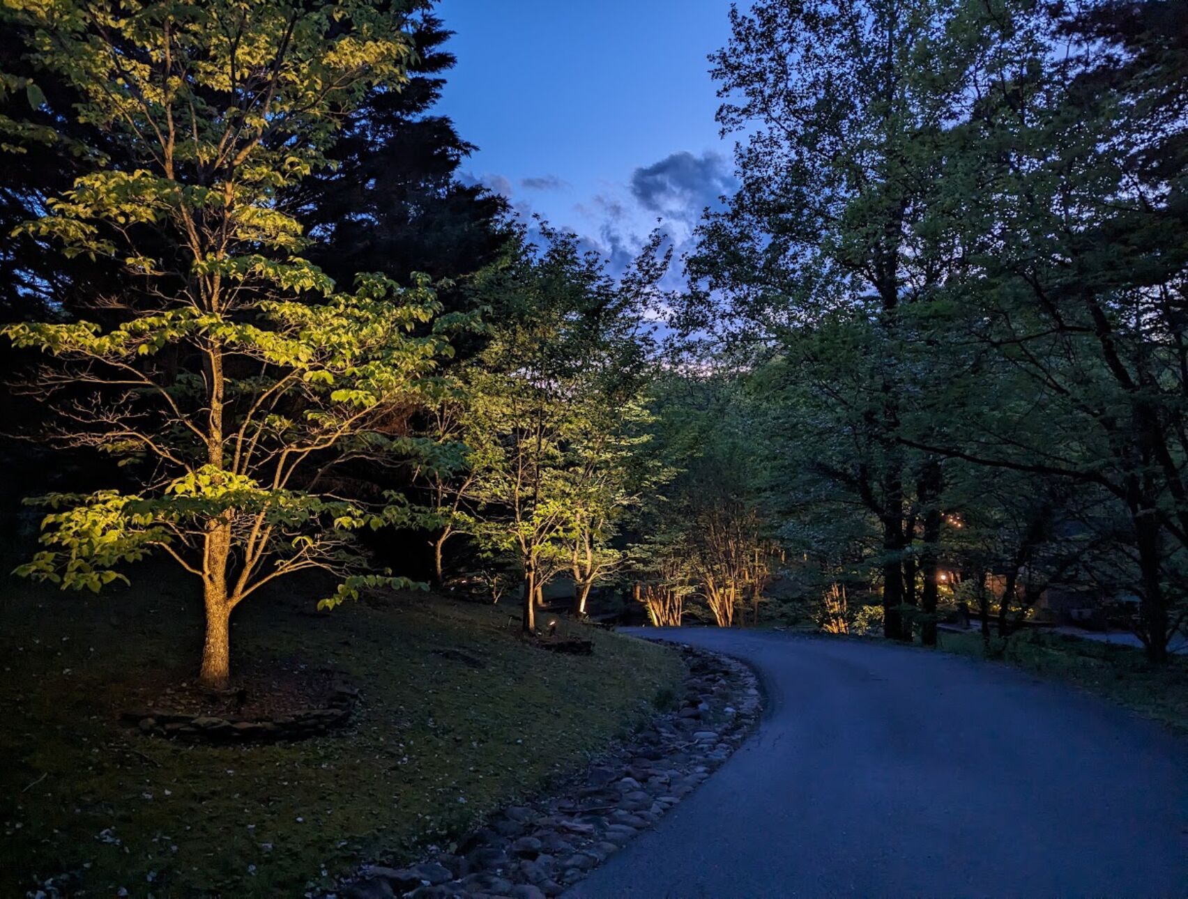 A pathway flanked by trees with illuminated trunks, leading into a forested area.