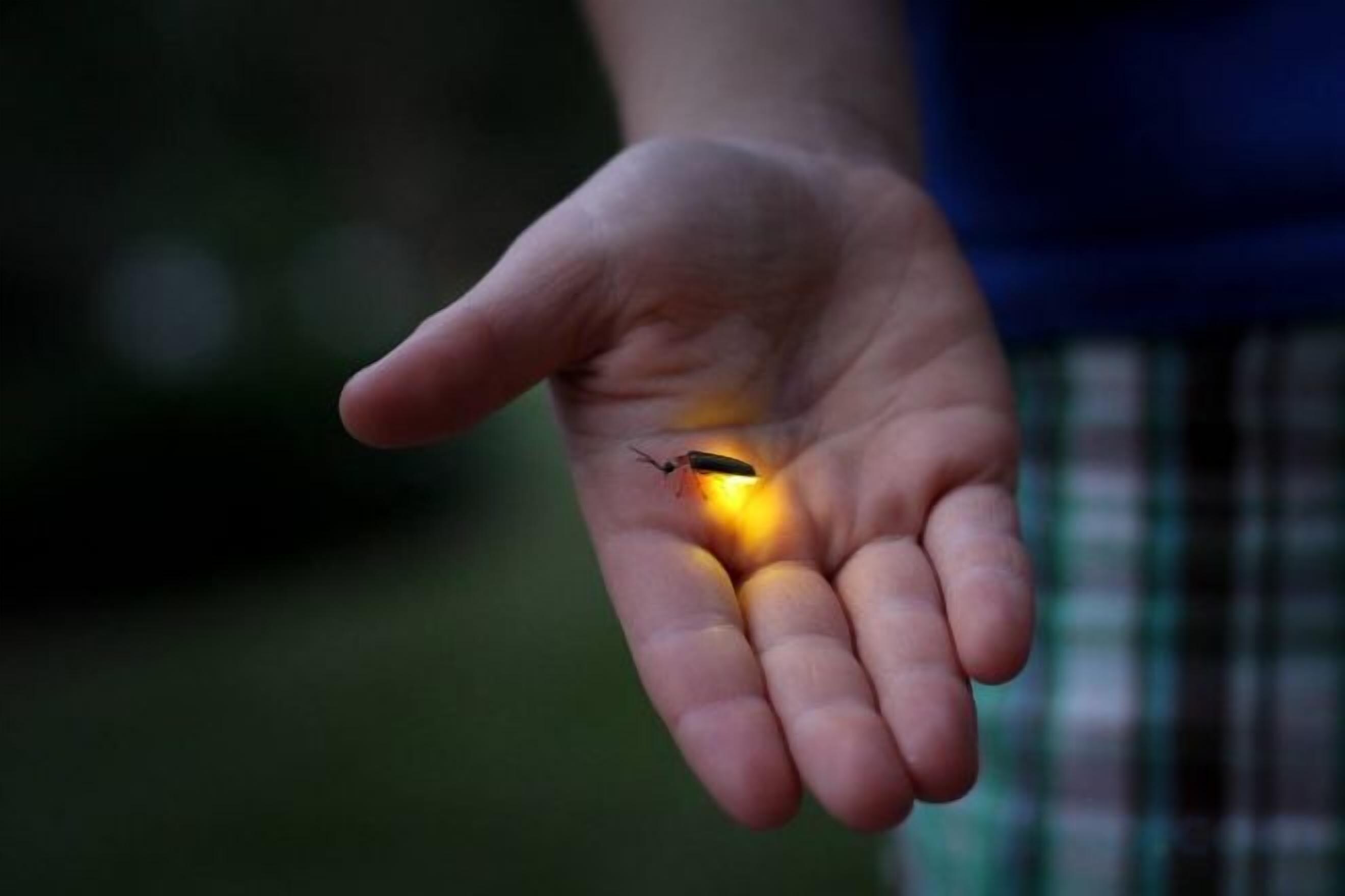 A hand holding a small object.