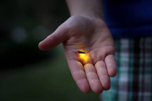 A hand holding a small object. - Secret Garden Homestay (Kuala Selangor)