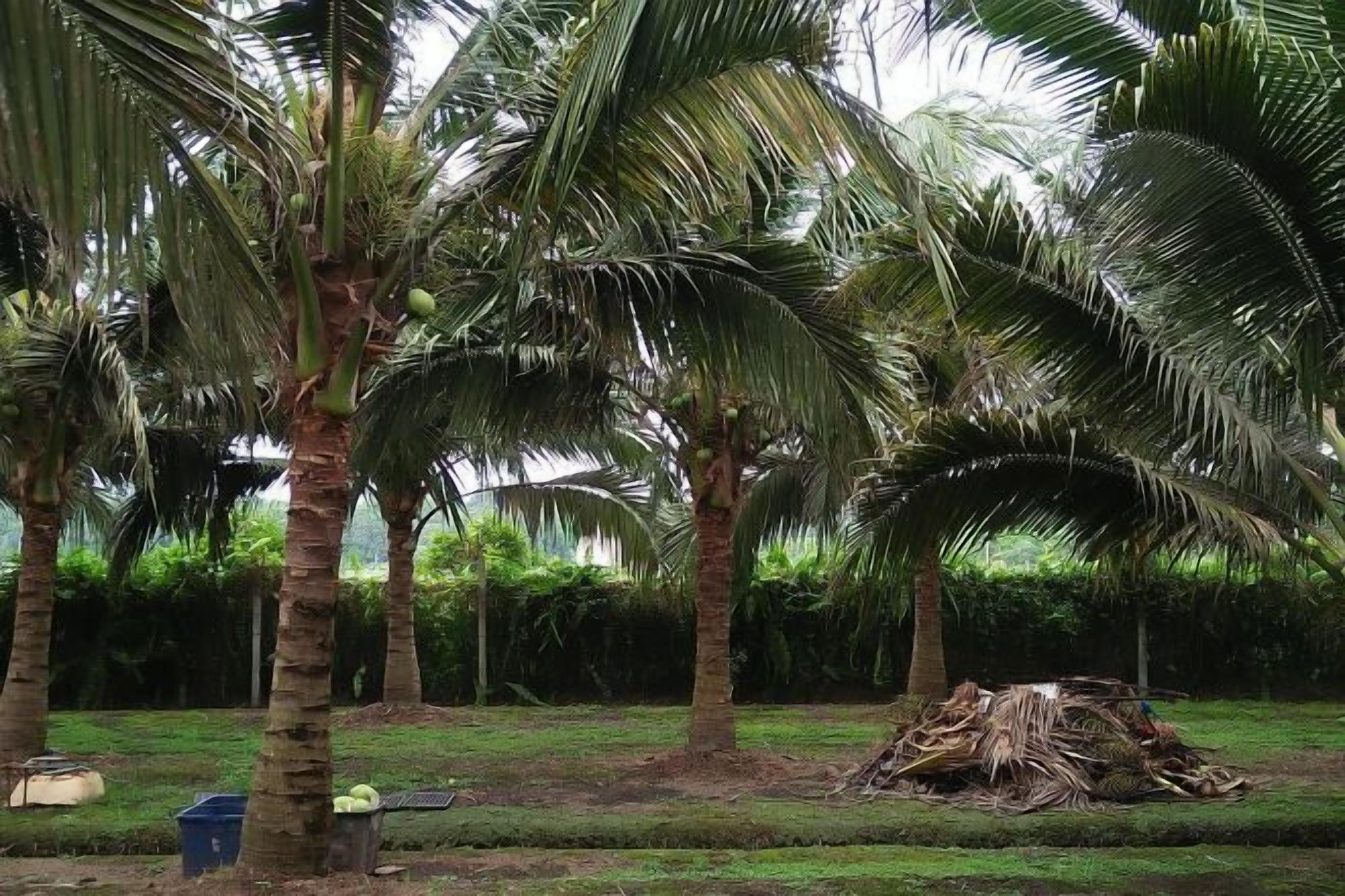 Khuôn viên nơi lưu trú