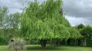 A large tree in a grassy area with a cloudy sky.