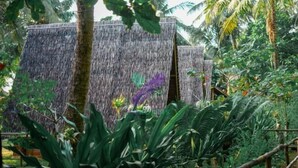 A tropical garden with a wooden fence and lush greenery. - Bunga Jabe (Karimunjawa)