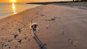 Un perro caminando sobre la playa, con huellas que se dirigen hacia el océano.