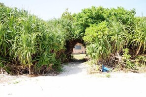 A pathway leading to a building surrounded by dense vegetation.