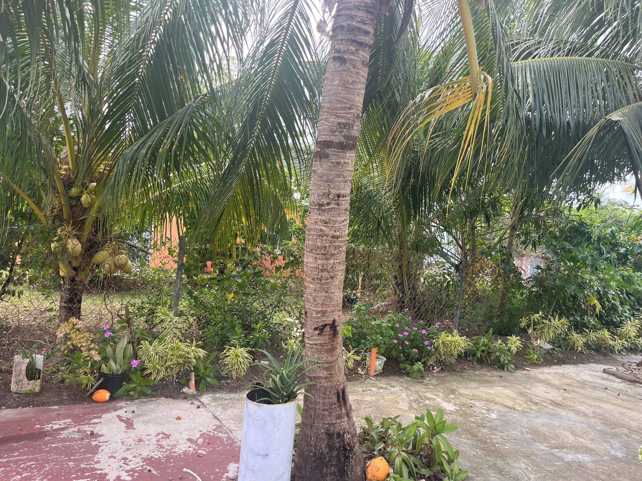 アパートメント 2 ベッドルーム バルコニー ガーデンビュー | 庭園