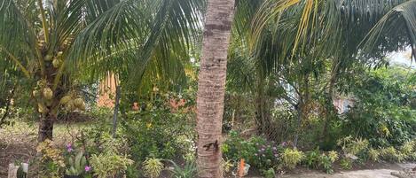 Apartment, 2 Bedrooms, Balcony, Garden View | Garden