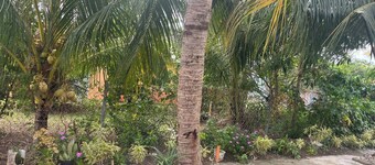 Paradis des Palmiers 1 Gorgeous 2bedroom Apartment