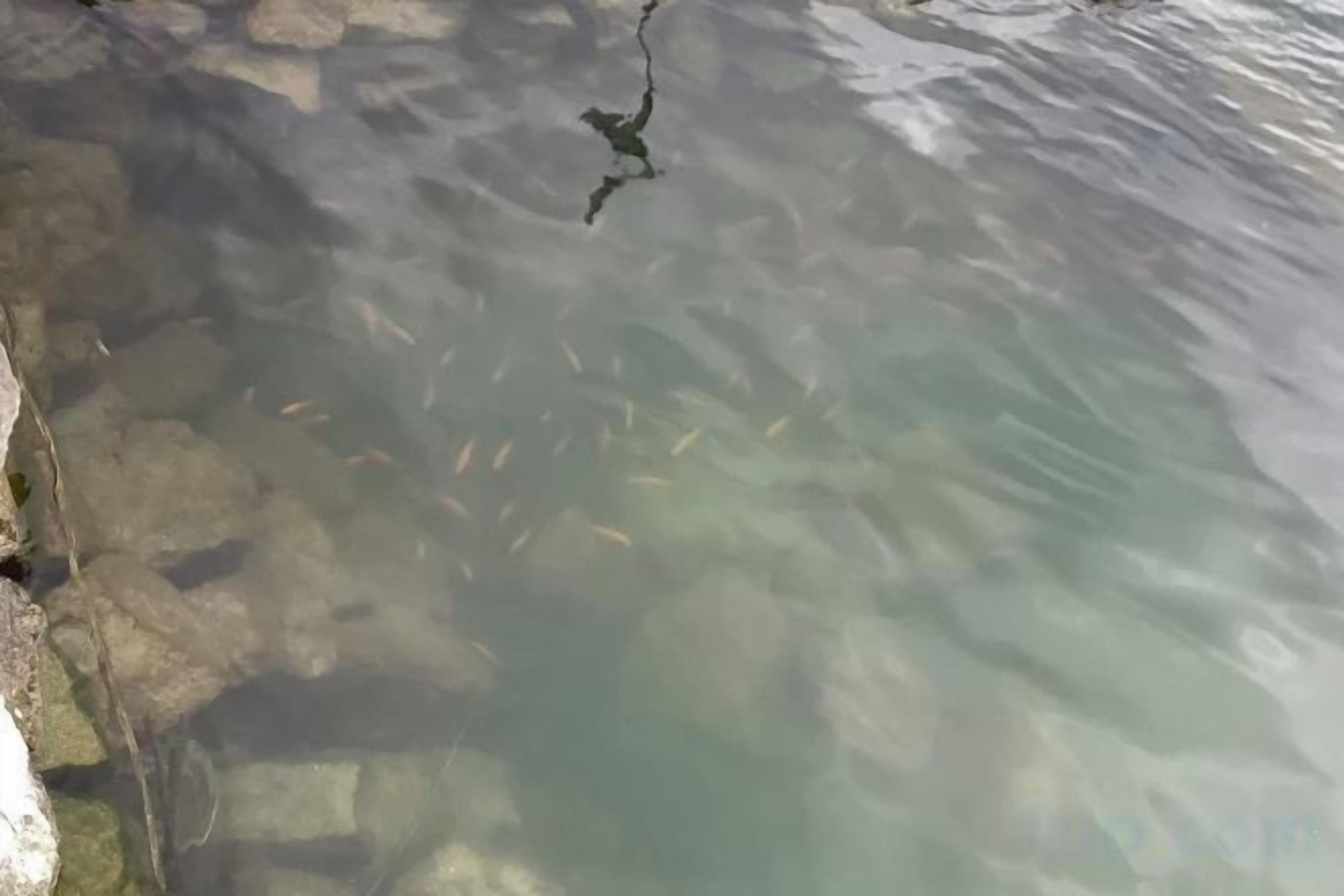A clear water body with visible rocks and fish.