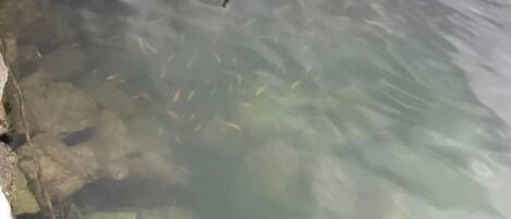A clear water body with visible rocks and fish.
