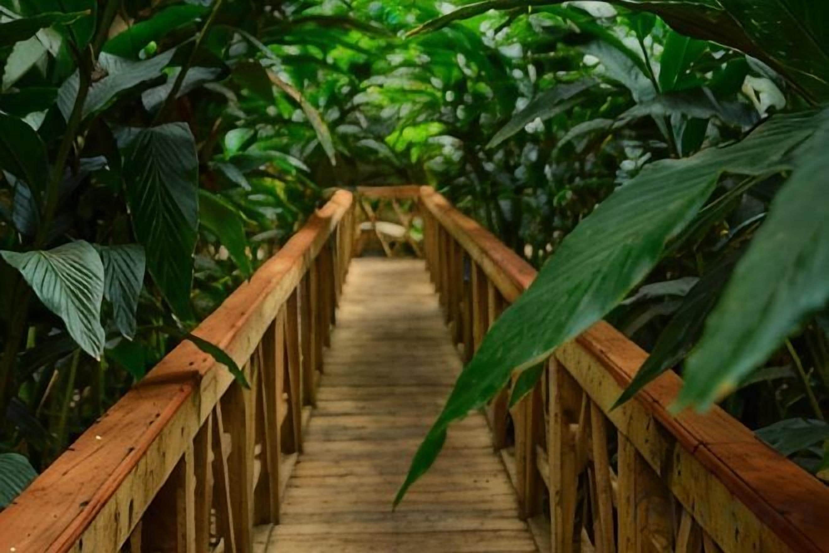 A wooden pathway surrounded by lush green foliage.