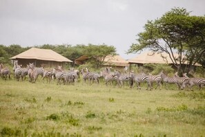 Un grupo de cebras en un campo de hierba con varias tiendas de campaña al fondo.