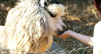 Pet Friendly Impressive Safari Tent with Hot-tub in Rainbow, California
