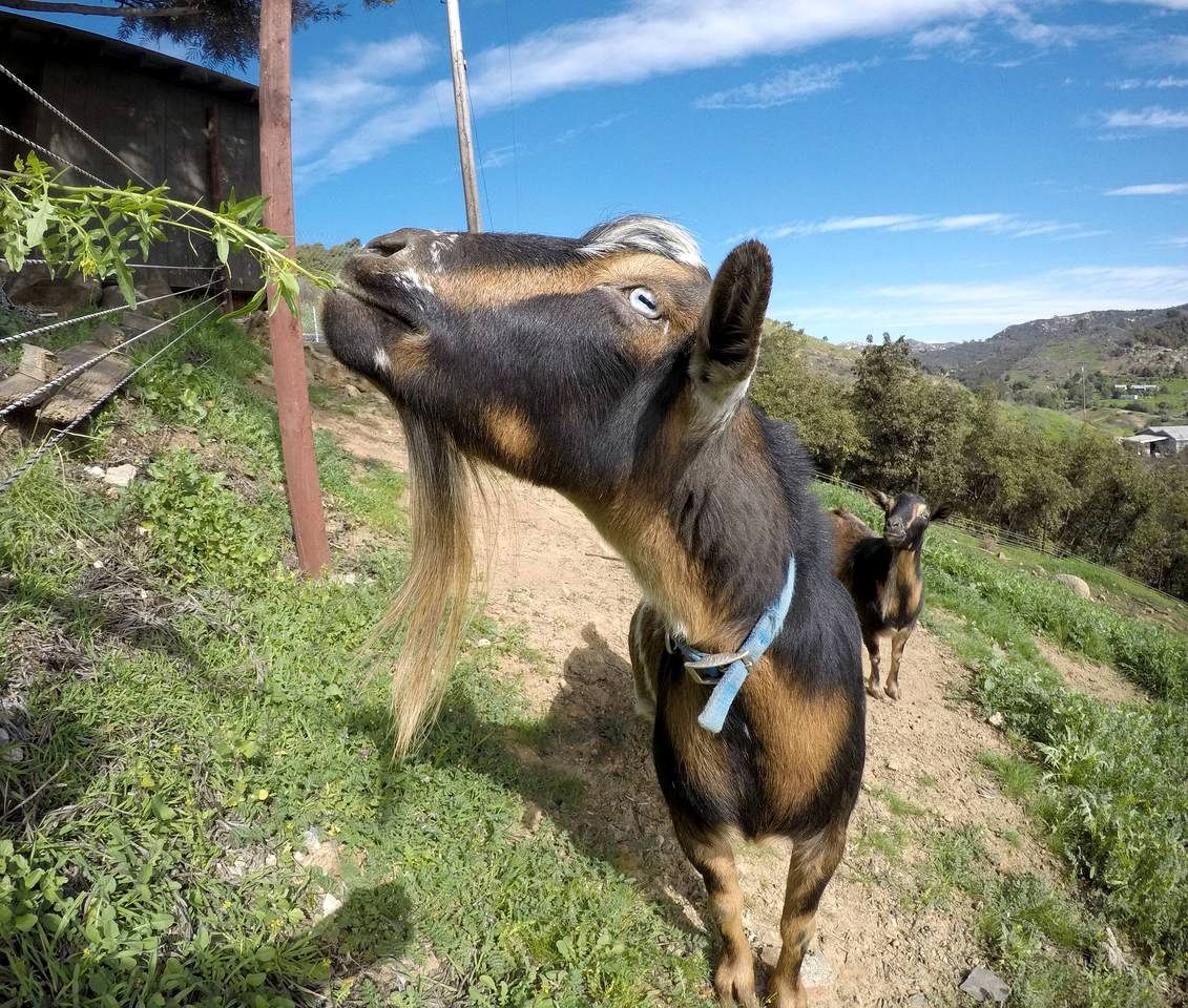 Una cabra con un collar azul parada en un sendero de tierra, con follaje y un cielo despejado al fondo.