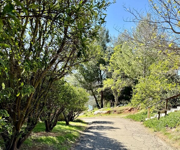 A paved pathway surrounded by lush greenery and trees.