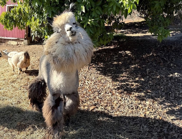 A llama standing on a ground covered with dry leaves and hay, with a red building and green foliage in the background.