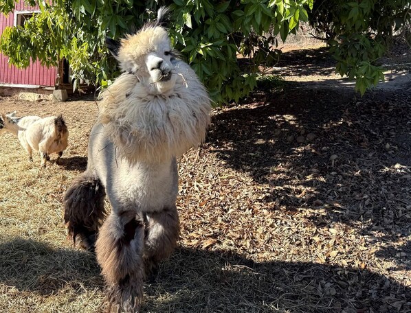 A llama standing on a ground covered with dry leaves and hay, with a red building and green foliage in the background.