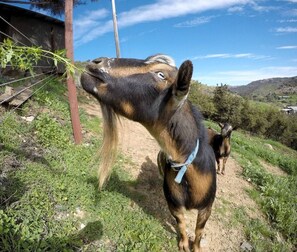A goat with a blue collar standing on a dirt path with greenery and a clear sky in the background.