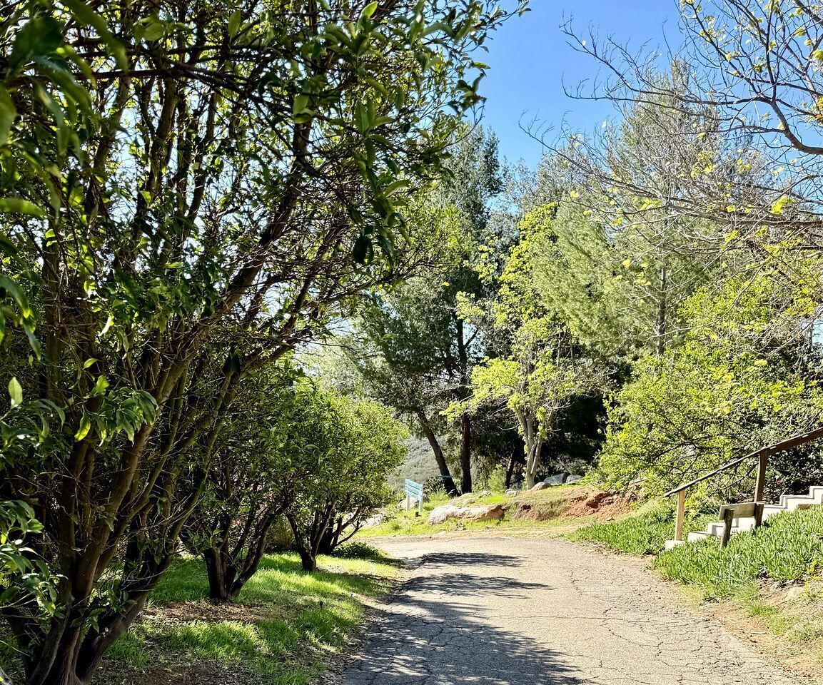 A paved pathway surrounded by lush greenery and trees.