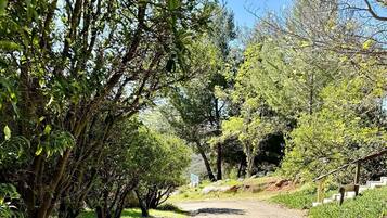A paved pathway surrounded by lush greenery and trees.