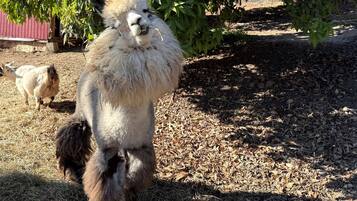 A llama standing on a ground covered with dry leaves and hay, with a red building and green foliage in the background.