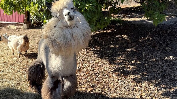 A llama standing on a ground covered with dry leaves and hay, with a red building and green foliage in the background. - Pet Friendly Breathtaking Cottage with Hot-tub in Rainbow, California (Fallbrook)