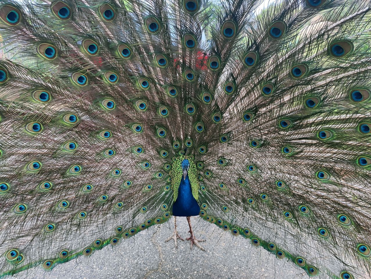 Um pavão com a cauda totalmente aberta, em pé sobre um piso de cascalho.