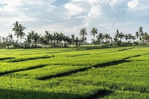 A vast green field with rows of crops under a partly cloudy sky.