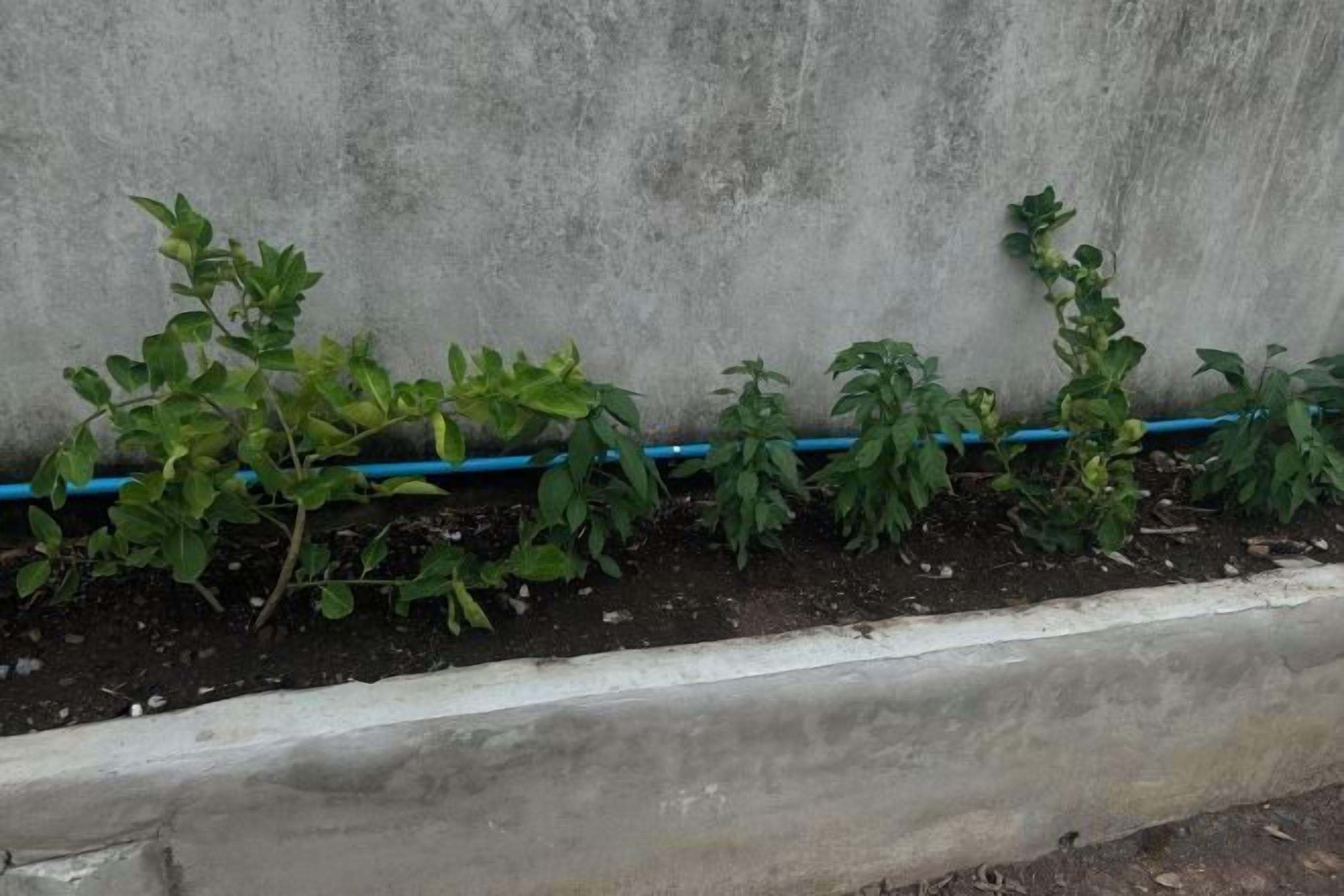 A garden bed with plants against a concrete wall, a blue hose, and a white border.