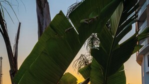 Un resort tropical con piscina, sillas de descanso y hojas de plátano que enmarcan la vista.