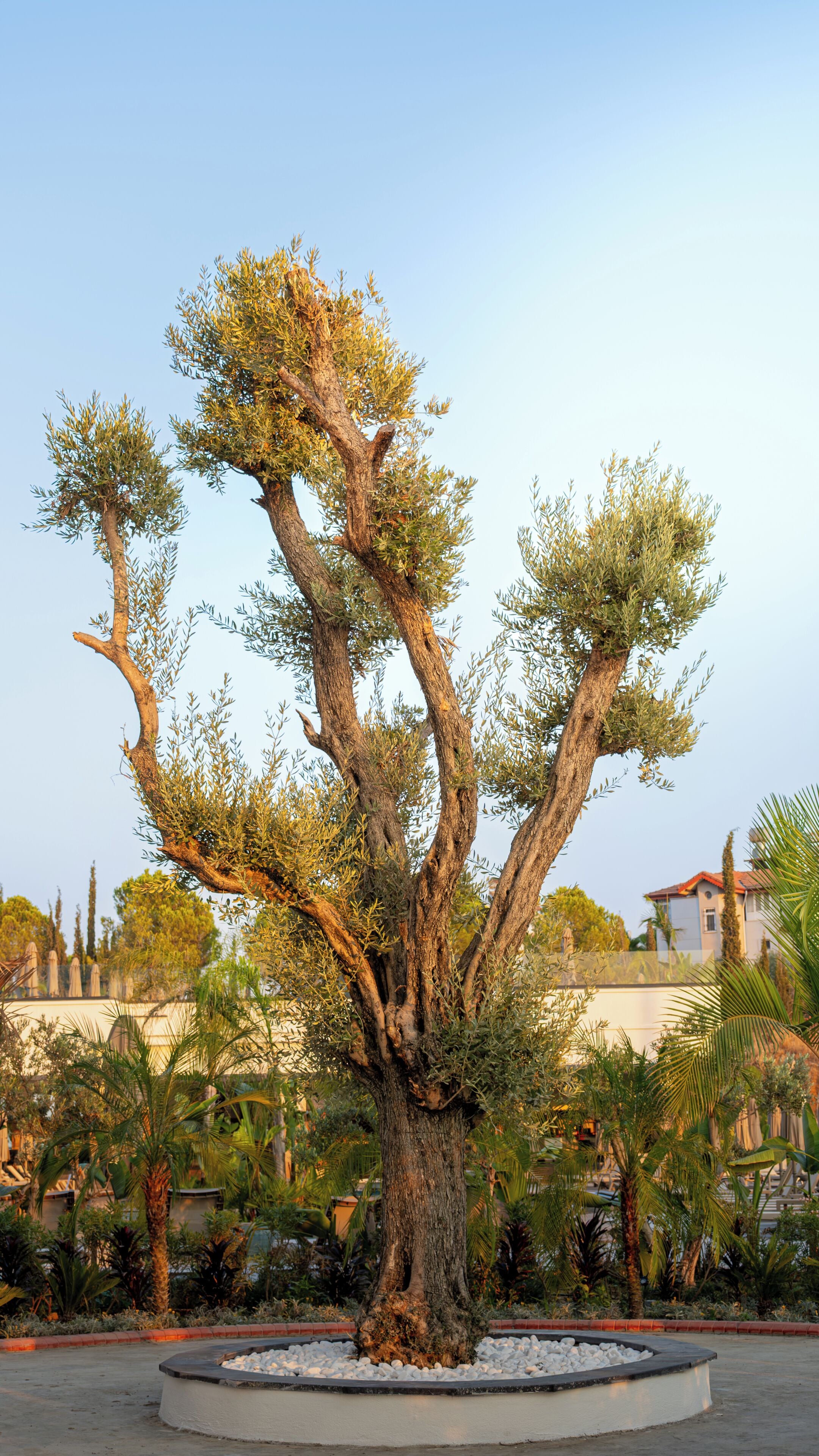 Un árbol con varios troncos y ramas, rodeado por un borde de piedra circular.